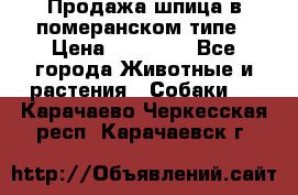 Продажа шпица в померанском типе › Цена ­ 20 000 - Все города Животные и растения » Собаки   . Карачаево-Черкесская респ.,Карачаевск г.